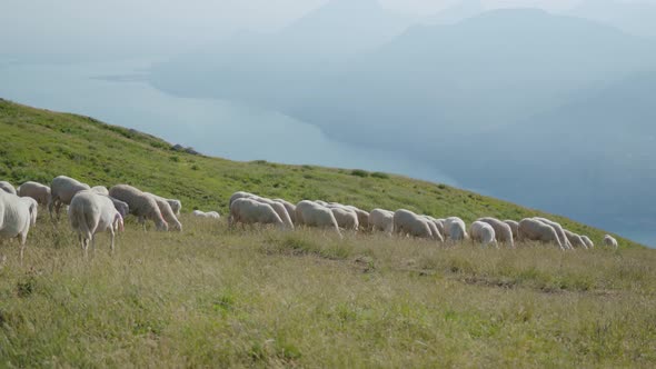 Group of Sheep Above Mountains in Front of Lake Garda
