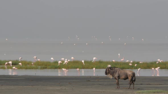 Wildebeest in the Ngorongoro crater Tanzania with flamingos in the background