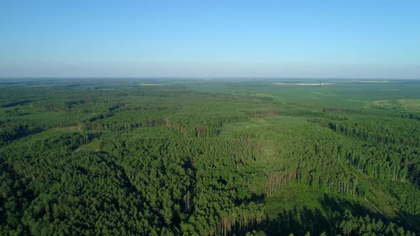 Aerial View Forest and Deforestation in Summer Drone Flying Over Green Trees