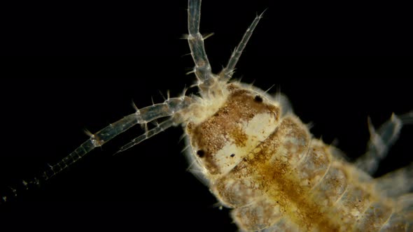 a Young Donkey or Asellus Aquaticus Under a Microscope