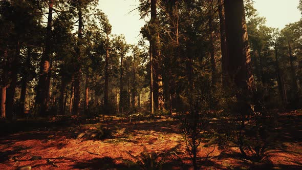 Loop Giant Sequoia Trees at Summertime in Sequoia National Park, California