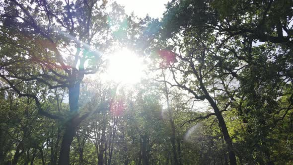 Aerial View of Green Forest in Summer. Ukraine. Slow Motion