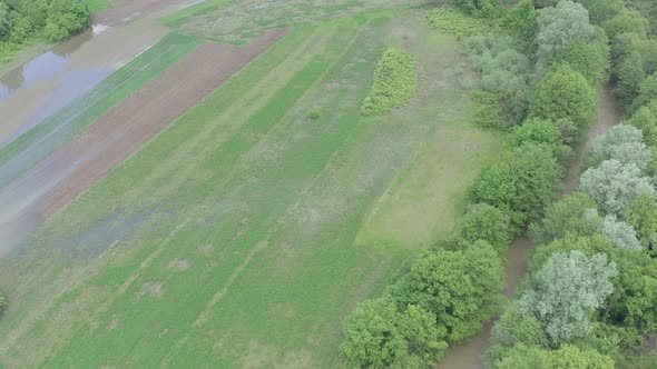 Green agricultural crop after heavy raining 4K aerial video