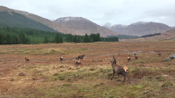 A Herd of Red Deer Stags in Scotland in Slow Motion