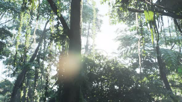 Misty Jungle Rainforest in Fog