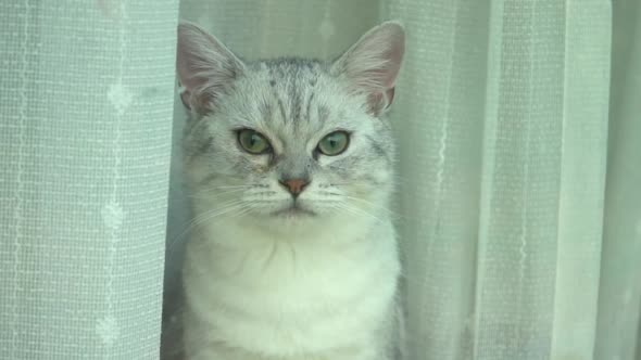 Close Up Of Brittish Cat Behind A Window