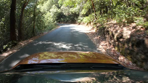 Car in the Wood