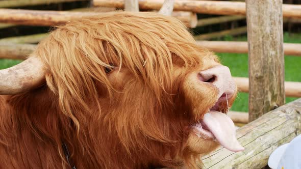 Scottish alpine cow on the farm. Children feed a cow on a farm with fodder.