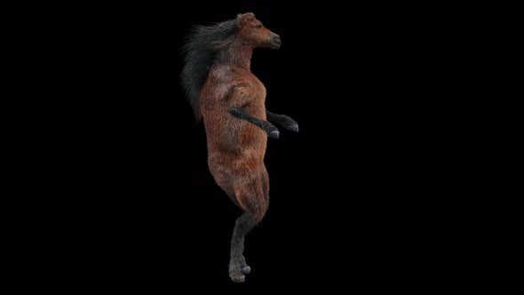 55 Horse Dancing 4K