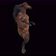 55 Horse Dancing 4K - VideoHive Item for Sale