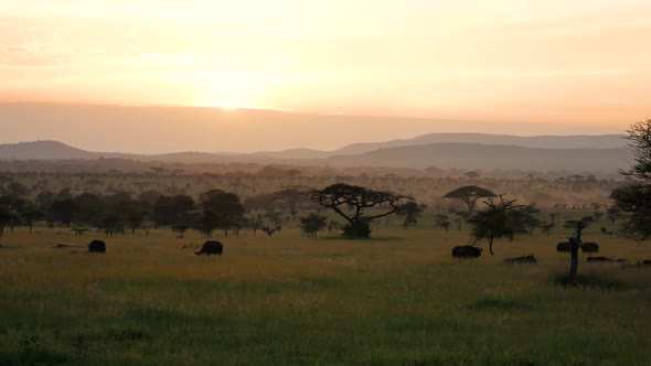 African Savannah Landscape At Sunset With Acacia Trees And Grazing Wild Buffalo