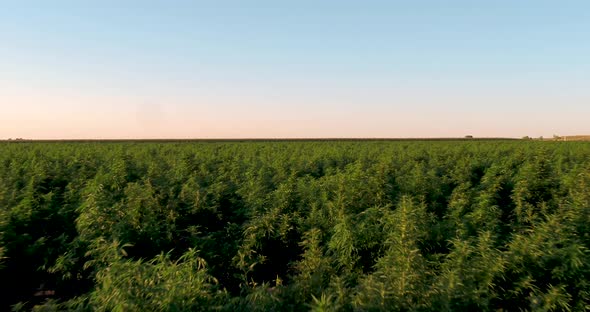 Hemp field with large plants