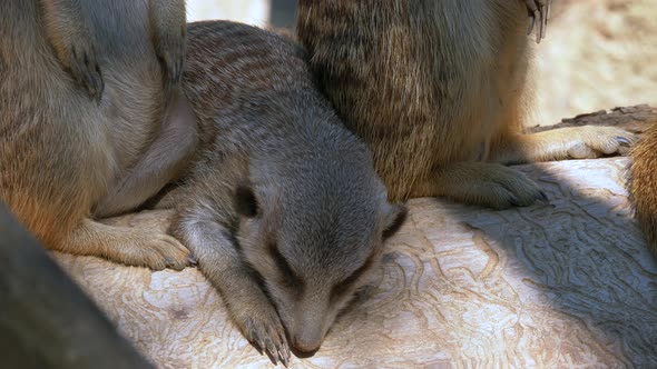 Adorable meerkat sleeping on wooden trunk in shadow during hot summer day.Close up shot.