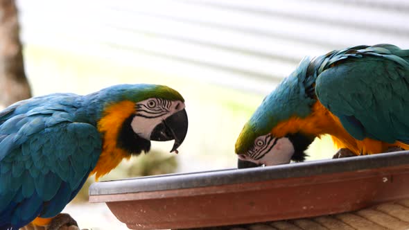 Slow motion of Ara Parrot couple eating food of plate in zoo during sunny day,close up shot