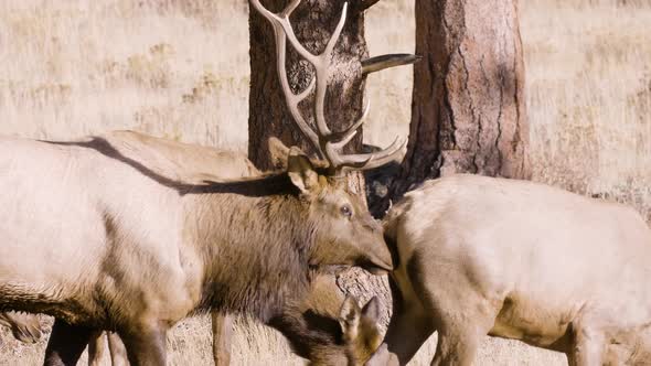 A herd of wild elks in the Rocky Mountain National Park