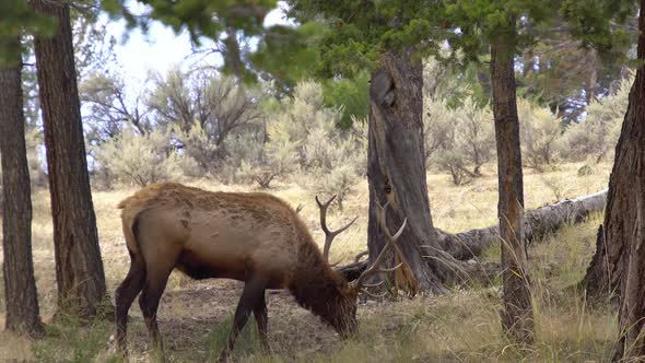 Bull Elk grazing in forest