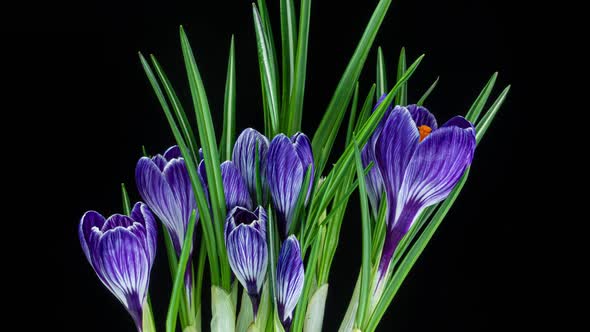 Timelapse of Several Violet Crocuses Flowers Grow, Blooming and Fading on Black Background