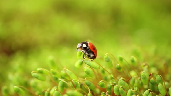 Close-up Wildlife of a Ladybug in the Green Grass in the Forest