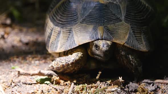 Spur-Thighed Tortoise