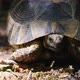 Spur-Thighed Tortoise - VideoHive Item for Sale