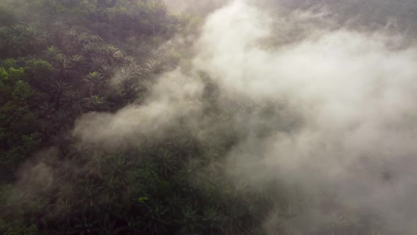 Aerial view morning fog cloud over oil palm tree