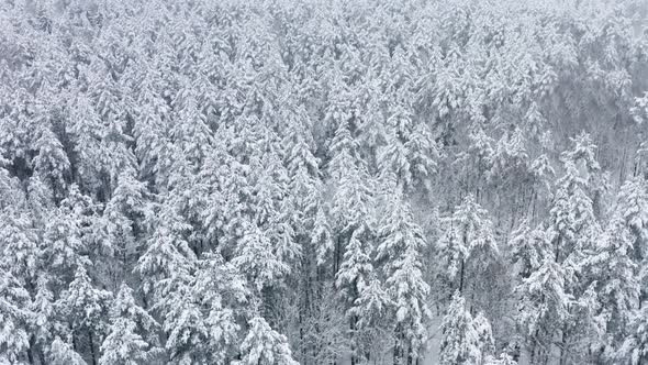 Aerial Picturesque Frozen Forest with Snow Covered Spruce and Pine Trees