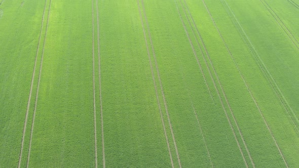 Green wheat grass after being sprayed with herbicides 4K drone video