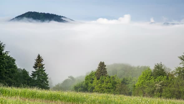 Foggy Clouds over Forest