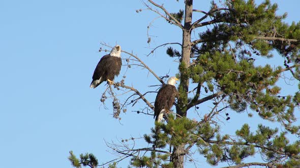 Two Bald Eagles chattering while in a tree next to a river