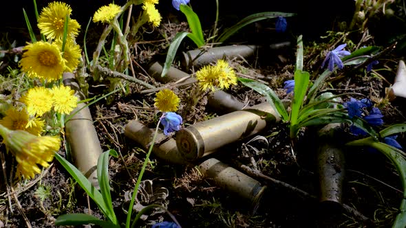 The Empty Machine Gun Shells in Blooming Spring Flowers