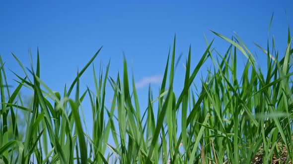 Close-up Grass Lawn Against the Blue Sky in the Afternoon.