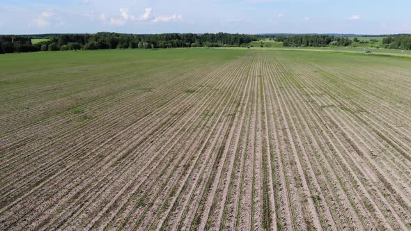 6 Agricultural Field