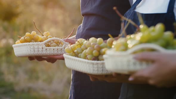 Close Up Shot of Female Hands Holding Boxes Full of Grape Bunches During Sunset Harvesting Concept