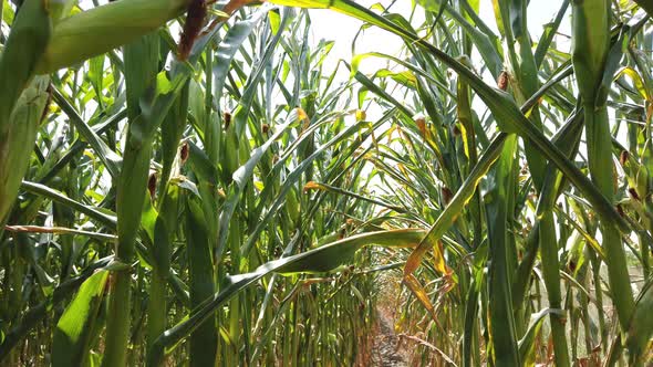 Walking through corn field. POV shot walking through a cornfield.