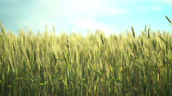 Natural Green Wheat Stalks Blow in the Wind