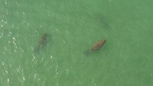 manatee with prop rash injury surfaces for air off florida