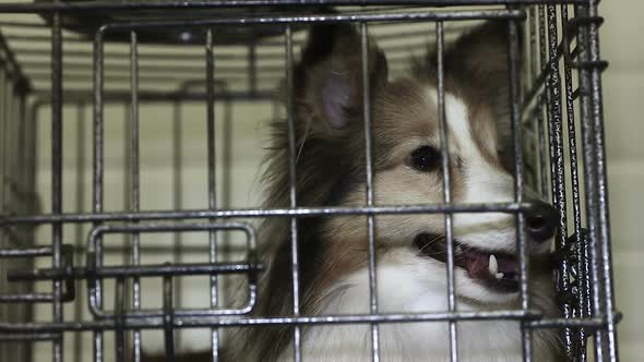 Sweet Shetland Sheepdog Nervously Waiting for Appointment With Veterinarian