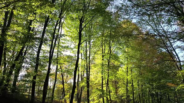 Green Forest