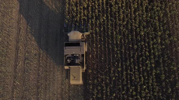 Sunflower Harvest Top View