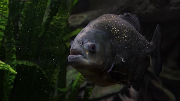 Piranha Fish in a River or Aquarium