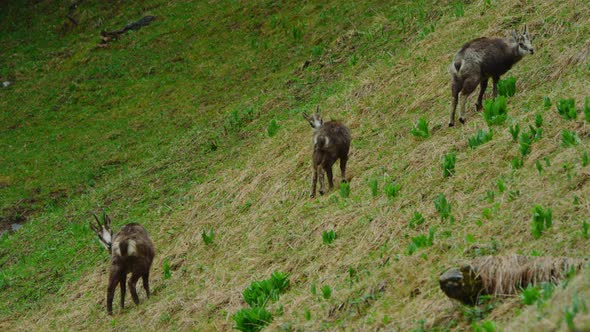 Three young chamois are standing in a steep alpine meadow