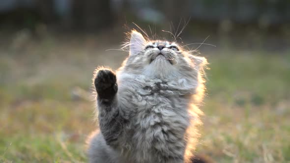 Cute Kitten Sitting In The Garden