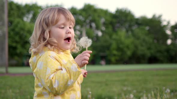 Little Blonde Baby Girl with Curly Hair in Bright Yellow Jacket Blows on Dandelion in Nature in Park