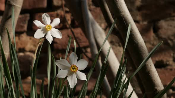 Pair of Narcissus poeticus plant in front of brick wall 4K 2160p 30fps UltraHD footage - Close-up of