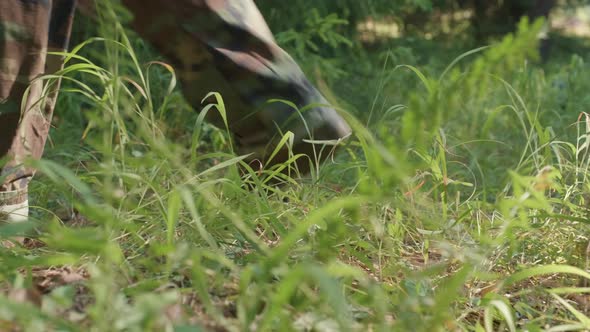 Soldiers In Forest alt