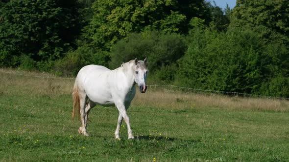 Beautiful White Horse on a Green Lawn Sunny Summer Day
