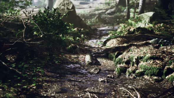 Small Creek Runs Through a Wide Valley Full of Fallen Leaves