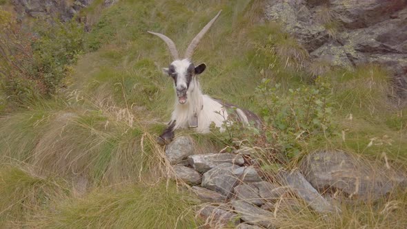 Goats Eats Meadow Grass In The Mountains