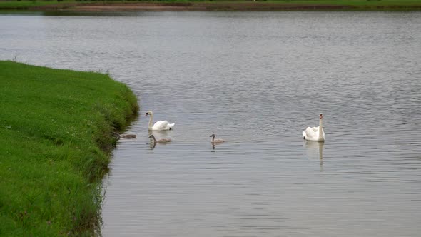 Swans and Ducks Swim in the Pond