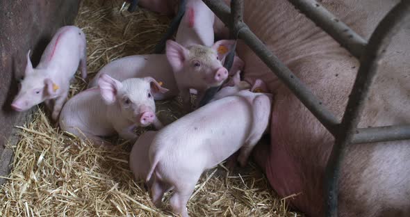 Pigs on Livestock Farm, Pigs Farm, Livestock Farm. Modern Agricultural Pigs Farm